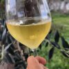 calice vino in plastica dura infrangibile lavorato
